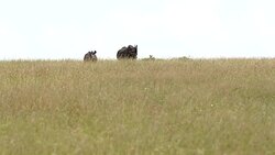 Black Rhino and calf Stock Footage