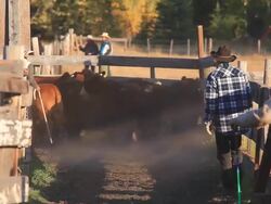Ranchers sorting cattle in holding pens Stock Footage