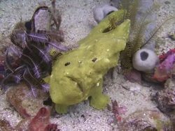 Yellow Frogfish Stock Footage