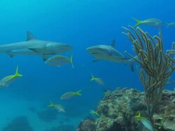 Caribbean reef sharks, Carcharhinus perezi, swim over reef, Bahamas  Stock Footage