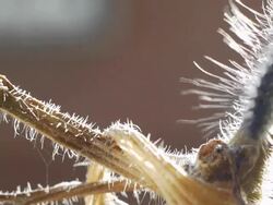 In the stem creeping caterpillar. Stock Footage