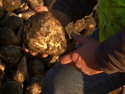 CU of farmer handling sugar beets. Stock Footage