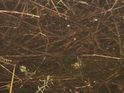 HD: Marsh life Stock Footage