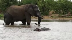 Kruger National Park News Clip