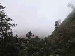 MS ZO Shot of fog rolling over forest with cloudy skies and trees / bwindi, kabale, uganda Stock Footage