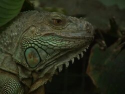 High speed Green Iguana (Iguana iguana) turns head, looks menacing Stock Footage