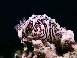 Still of white and dark brown marked sea cucumber Stock Footage