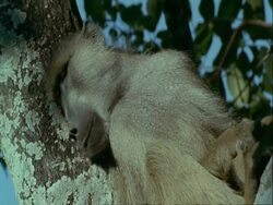 MS Baboon asleep in tree, Tanzania Stock Footage