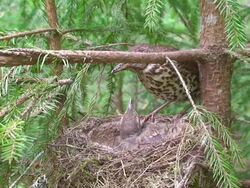 Song Thrush (Turdus philomelos) Feeding a Chick Stock Footage