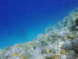 Underwater sealife on gulf of aqaba Stock Footage
