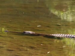 MS crocodile in water / King Leopold Ranges, Western Australia, Australia Stock Footage