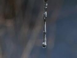 Melting Icicle (HD) Stock Footage