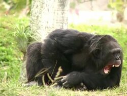 Chimp Yawning Stock Footage