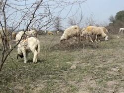 Sheep in a Pasture Stock Footage