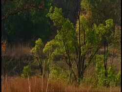 WA forest scenic, Bandhavgarh National Park, India Stock Footage