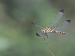 dragonfly Stock Footage