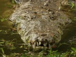 Crocodile Stock Footage