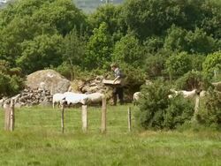 MS Farmer with  sheep herd / Casteltownbere,  County Cork, Ireland Stock Footage