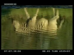 MS Reflection of walking zebra in rippled water, stops, pan up to zebra standing in profile. Stock Footage