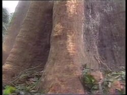 Germany - Co2 Emissions Meter, China - Xinjiang Oil, Nigeria - Oil,  Brazil: Rainforest Animals, Thailand: Rainforest News Clip