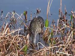 Limpkin Digging For Snails Stock Footage