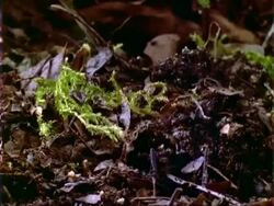 T/L Dipteryx seedling germination and growth, natural background, Panama. Stock Footage