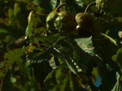 Stick thrown at Horse chestnut dislodges conkers Stock Footage