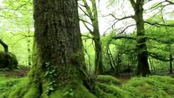 Beech woodland near Ambleside, Lake District, UK. Stock Footage