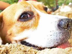 Beagle Close-up Stock Footage