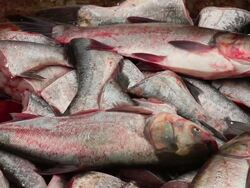 CU Fish market / xi'an, shaanxi, china Stock Footage