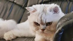 Portrait of a Striped Cat Stock Footage