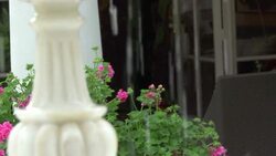 CLEAN: Painter Ana Tzarev says it with flowers News Clip