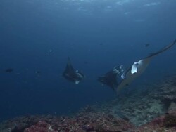 Three Manta Rays (Manta birostris) circling cleaner station, Maldives Stock Footage