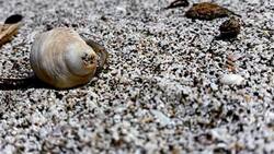 crab in a snail walking in the sand Stock Footage