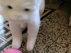 Crane.tv Features Stock Footage