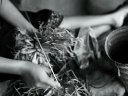 MS TD SLO MO Shot of women hands assembling garlic in bunches / Village near Luang Prabang, Laos Stock Footage
