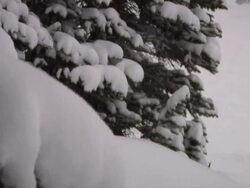 snowy falling into tree branches / Jasper, Alberta, Canada Stock Footage