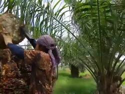 Farm Working In The Palm oil Agriculture Stock Footage