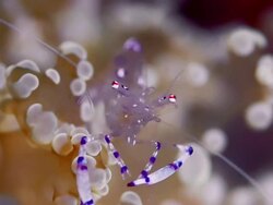 EXTREME CLOSE UP CLEANING SHRIMP ON CORAL, CLEANING CLAW Stock Footage