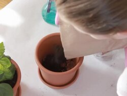 Young woman planting flowers Stock Footage