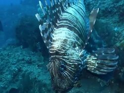 CU TS Fire fish drifting with surge over rocks covered with seaweed and sponges / Matola, Maputo, Mozambique Stock Footage