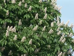 HD: Blossoming treetop Stock Footage