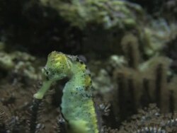 Seahorse 3 - HD 1080/30F Stock Footage