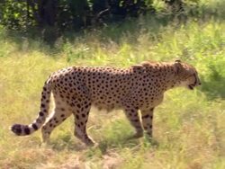 MS ZO TS SLO MO Shot of Cheetah walking, Pilanesberg Game Reserve / North West Province, South Africa Stock Footage