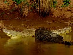MS Crocodile swimming towards another resting Crocodile by river bank / Masai Mara, Kenya Stock Footage