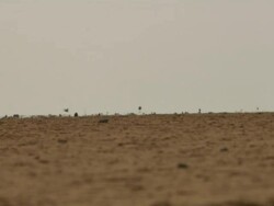 WS View of trucks passing by desert at hot atmosphere / Djibouti Stock Footage