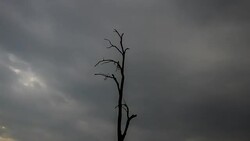 Panning & Zoom Time-Lapse of Cloud Moving over the dead tree Stock Footage