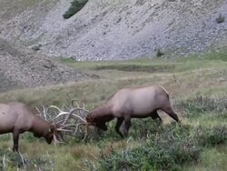 MS TS Shot of two large bull elk fighting on tundra / Grand Lake, Colorado, United States Stock Footage