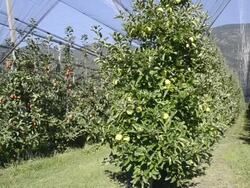 MS Shot of apple orchard under covered in front of mountains / Merano, Trentino, Tyrol, Italy Stock Footage