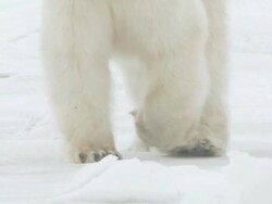 MS POV SLO MO Polar bear walking on ice / Churchill, Manitoba, Canada Stock Footage